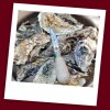 Oyster Food Safety