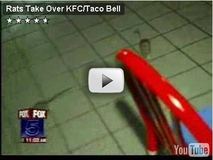 Rats In KFC