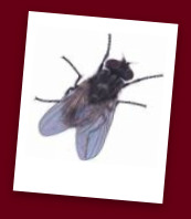 Flies Can Make You Sick