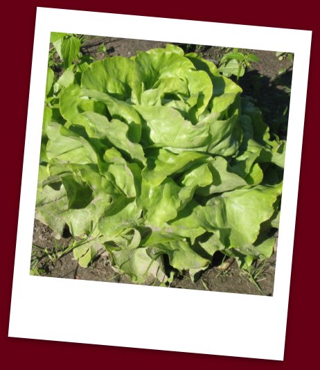Organic Lettuce